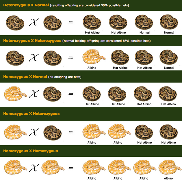 Ball Python Genetics Chart